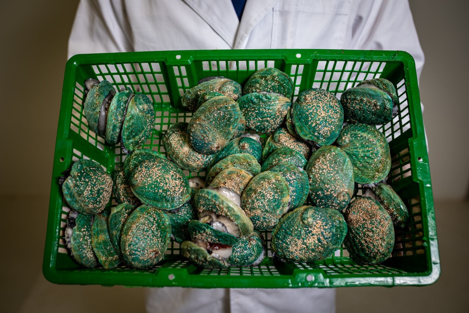 Green basket with green shelled seafood