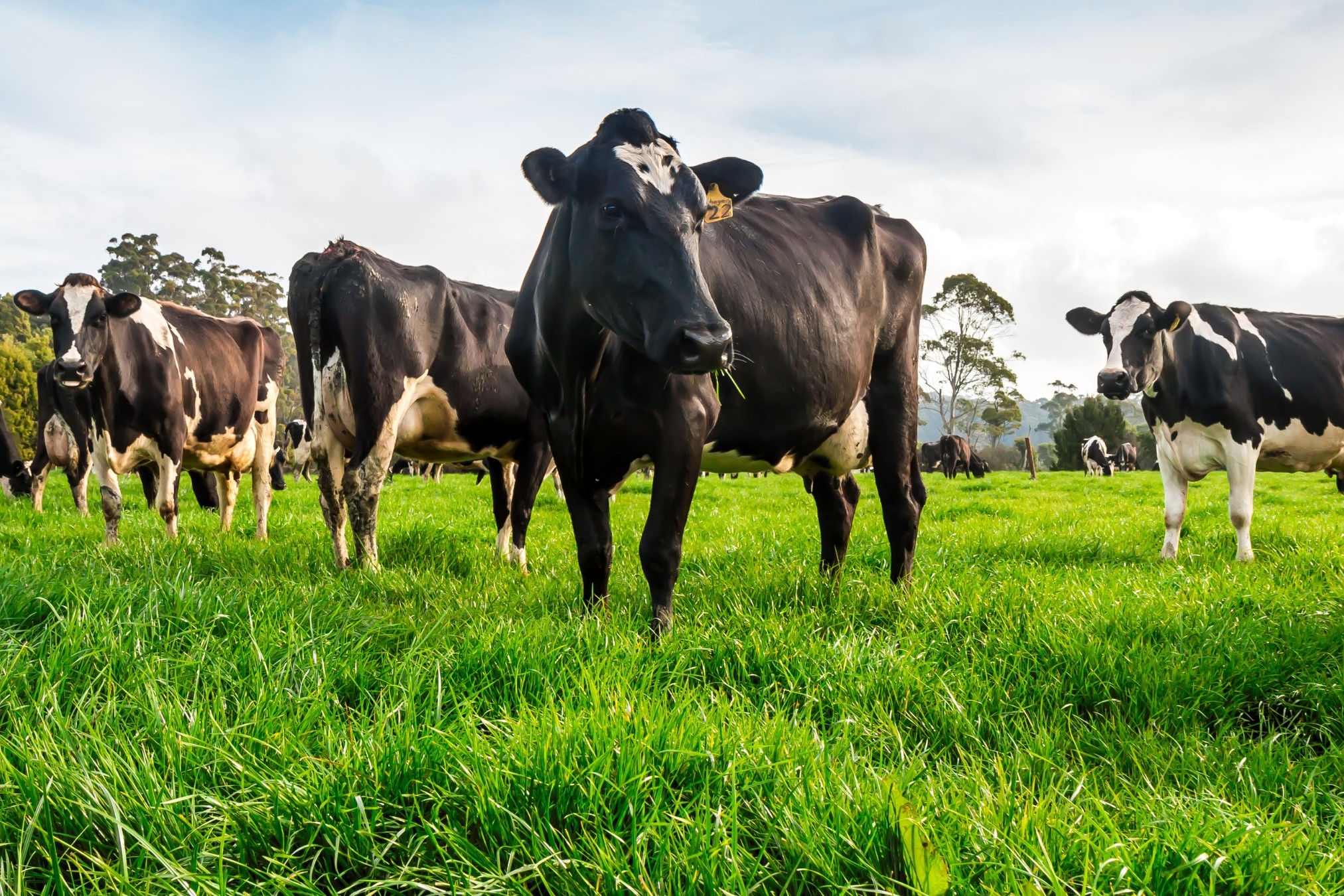 Cows in a green field.